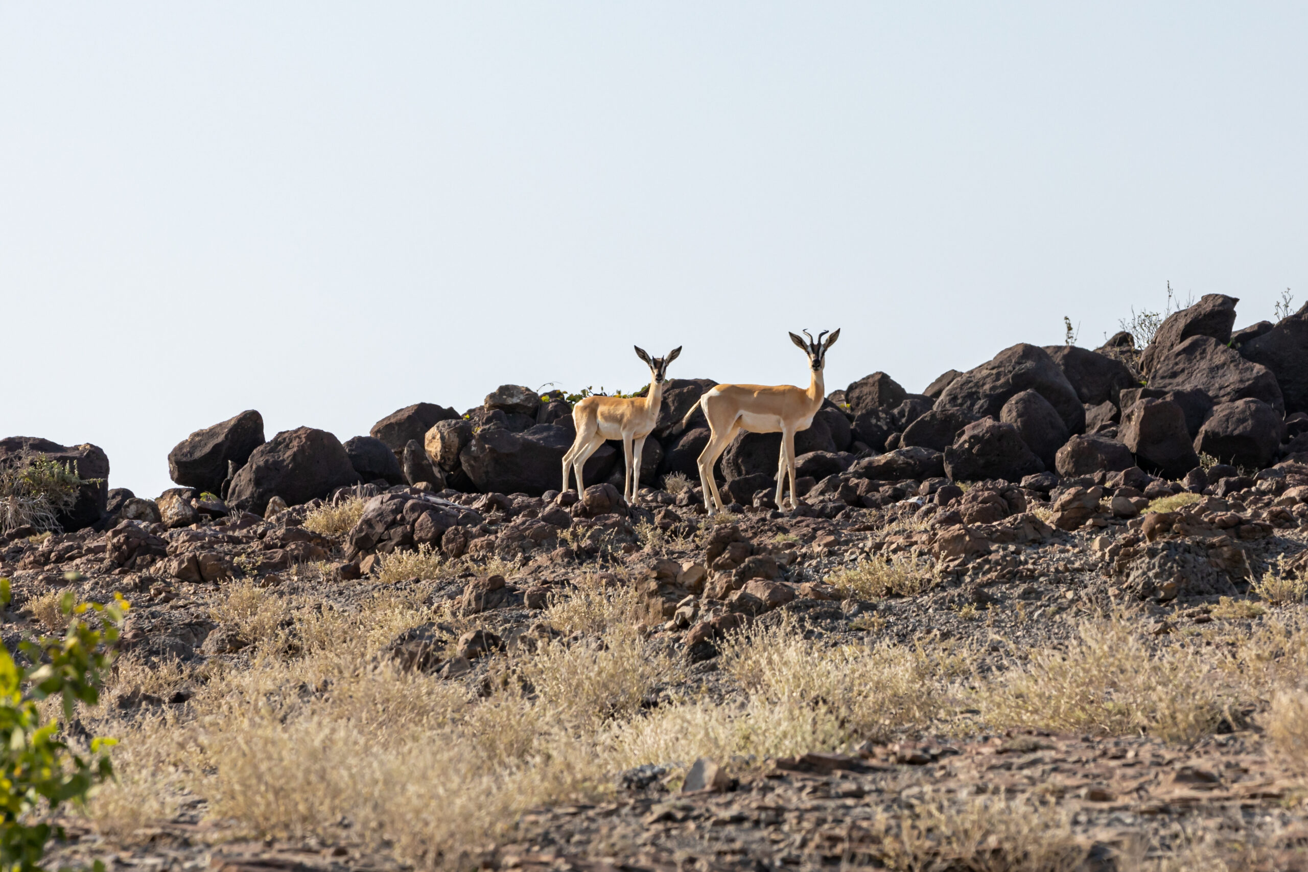 WONDERS OF OUR LOVE, Beauty of wildlife by Camille Massida Photography